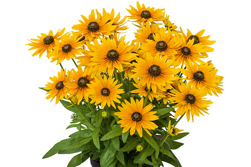 Rudbeckia SUNBECKIA Stella