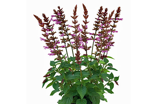 Sommertopf: Salvia ROCKIN ROCKIN Pink Sommertopf: Salvia ROCKIN ROCKIN Pink