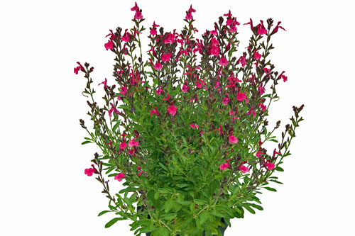 Sommertopf: Salvia VISIONAL Hot Pink
