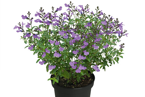 Salvia VISIONAL Lavender Salvia VISIONAL Lavender