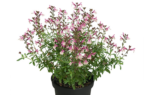 Salvia VISIONAL Peach Salvia VISIONAL Peach