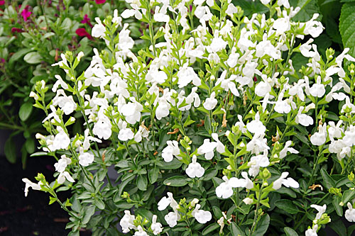 Sommertopf: Salvia VISIONAL VISIONAL White Sommertopf: Salvia VISIONAL VISIONAL White
