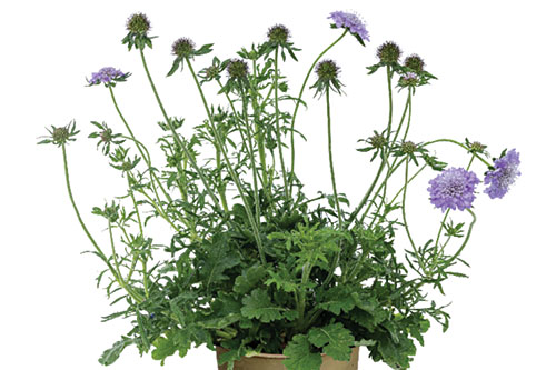Sommertopf: Scabiosa KUDO Blue Sommertopf: Scabiosa KUDO Blue