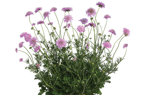 Sommertopf: Scabiosa KUDO Pink Sommertopf: Scabiosa KUDO Pink