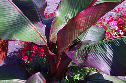 Blattschmuck: Musa / Ensete  Maurelli