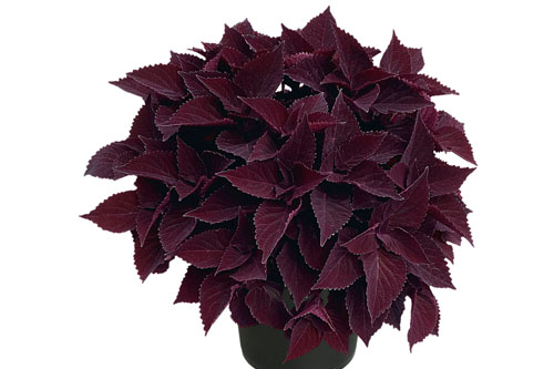 Trendblätter: Plectranthus scutellarioides Midnight Majesty
Blattschmuck: Plectranthus scutellarioides Midnight Majesty