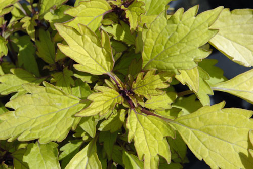 Neuheiten Jungpflanzen Trendbl&auml;tter