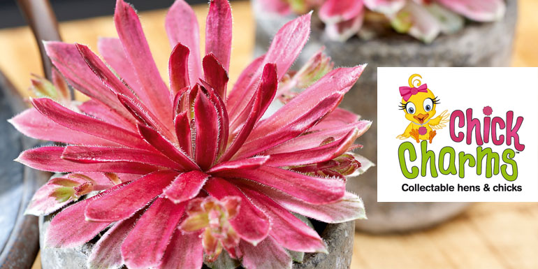 Sempervivum Chick Charms