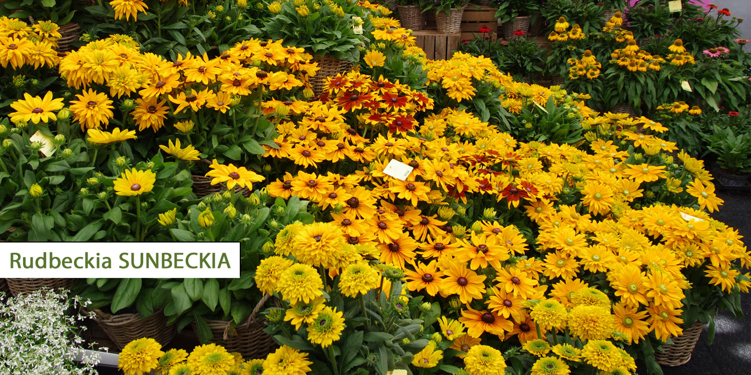 Summer container / summer perennials from Kientzler Summer container / summer perennials from Kientzler